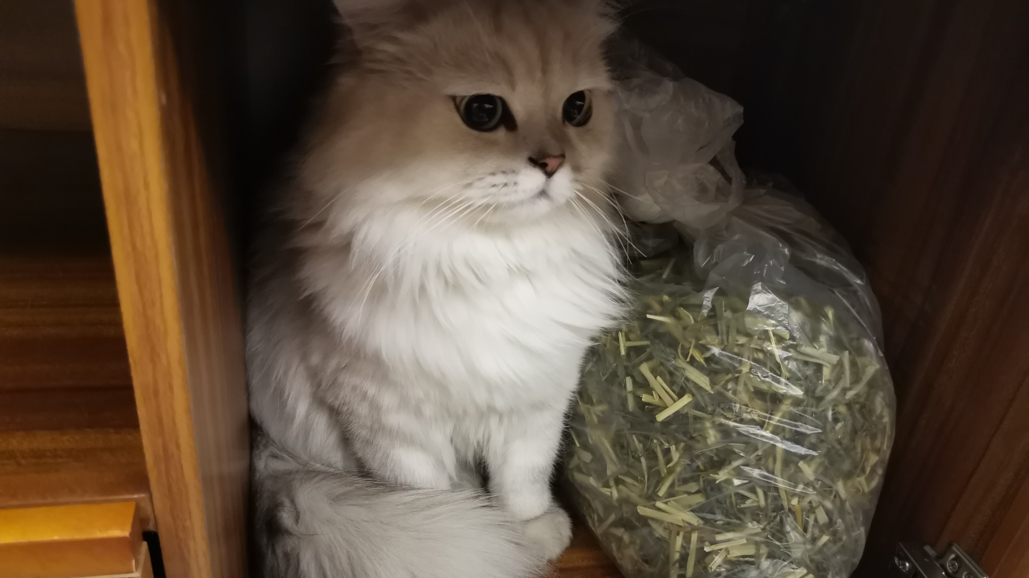 【米糊】温柔踩奶是猫猫